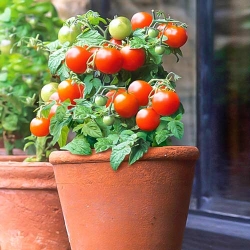 Томат кімнатний Мінібел -My Garden