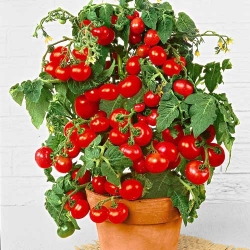 Томат Кiмнатний  -My Garden