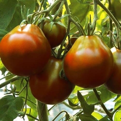 Томат Трюфель чорний -My Garden