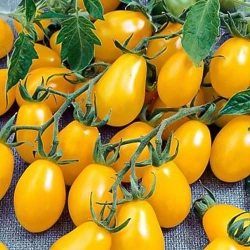 Томат Золотий дощ  -My Garden