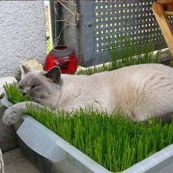 Трава для котів -My Garden