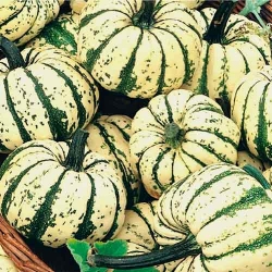 Гарбуз декоративний Солодкі клецкі -My Garden