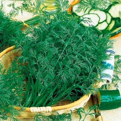 Кріп Алігатор, насіння зображення 1