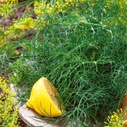 Кріп Алігатор -My Garden