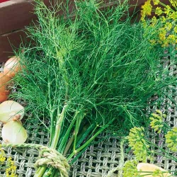 Кріп Анет -My Garden