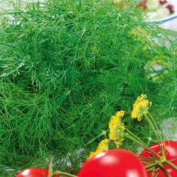 Укроп Лесногородский -Most often bought