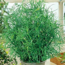 Кріп Салют -My Garden