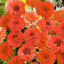 Волошка польова Червона куля -My Garden