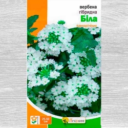 Вербена біла Яскрава зображення 9