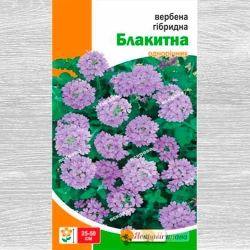 Вербена блакитна Яскрава зображення 7