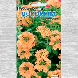 Вербена лососева Яскрава зображення 8