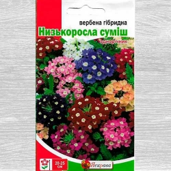 Вербена низькоросла, суміш забарвлень Яскрава зображення 11