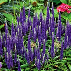 Вероніка колосовидна -My Garden