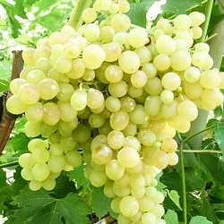 Виноград Кишмиш білий -My Garden