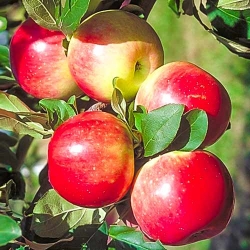 Яблуня Ранет цукерковий -My Garden