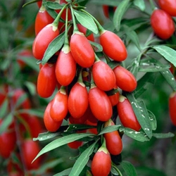 Ягоди Годжі, насіння -My Garden