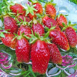 Земклуніка Купчиха -My Garden