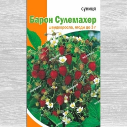 Суниця Барон Сулемахер -My Garden