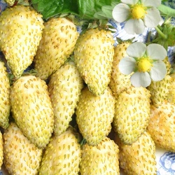 Суниця Жовте диво -My Garden