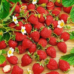 Суниця ремонтантна Регіна -My Garden