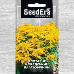Золотарник канадський -My Garden