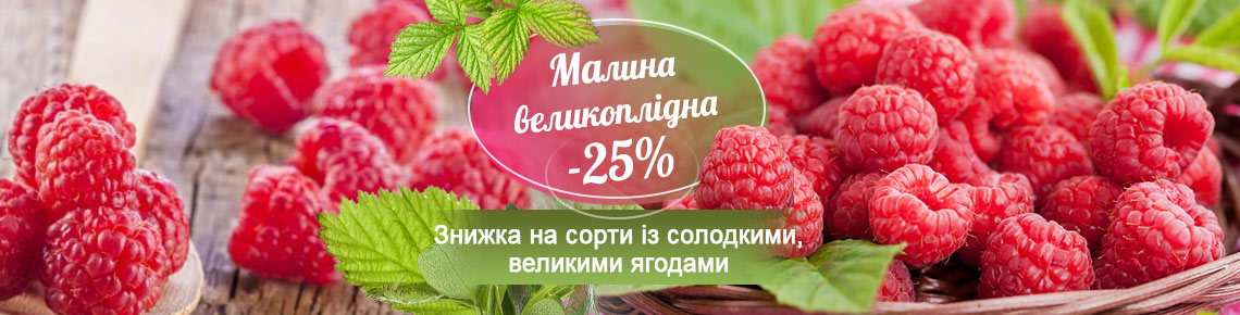 Великоплідна малина