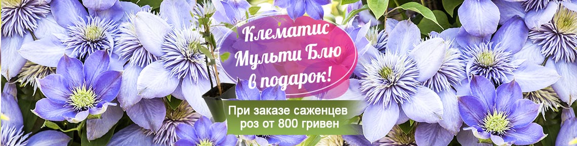 Клематис Мульти Блю