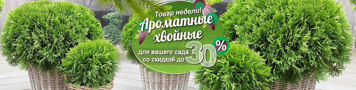 Ароматные хвойные растения