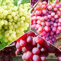 Суперпропозиція! Комплект безкісточкового винограду з 3 сортів -Most often bought