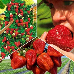 Суперпропозиція! Комплект Великий урожай з 3 сортів полуниці -My Garden