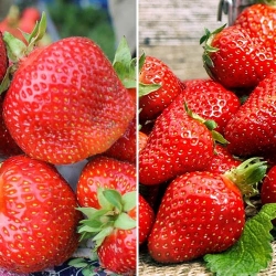 Суперпропозиція! Комплект Дитяча радість з 2 сортів полуниці -Most often bought