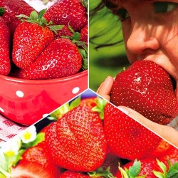 Суперпропозиція! Комплект Гіганти з 3 сортів полуниці -Most often bought