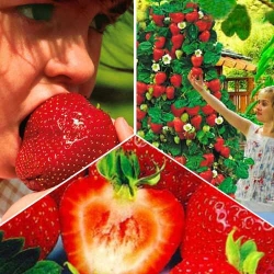 Суперпропозиція! Комплект Хіт сезону з 3 сортів полуниці -My Garden