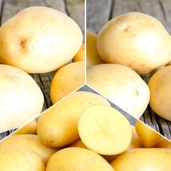 Суперпредложение! Комплект картофеля Скороспелый из 3 сортов -Most often bought