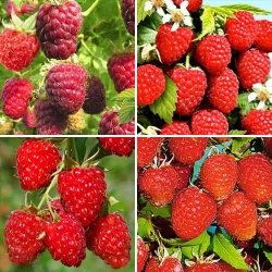 Суперпропозиція! Комплект Малинових дерев з 4 саджанців -My Garden