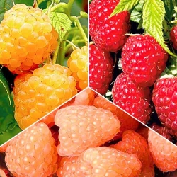Суперпропозиція! Комплект малин Гіганти з 3 саджанців -Most often bought