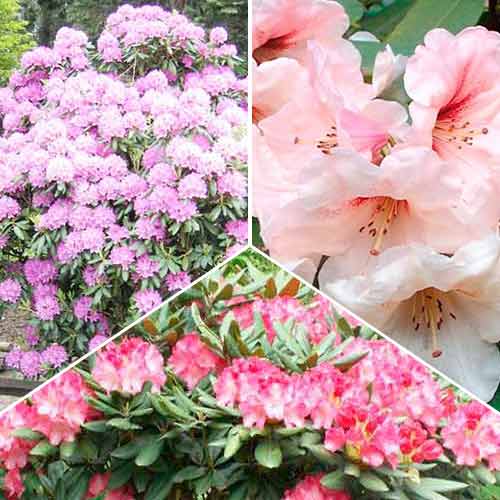 Суперпропозиція! Комплект рододендронів з 3 саджанців -My Garden