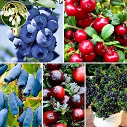 Суперпредложение! Комплект Сибирское здоровье из 5 саженцев -Most often bought