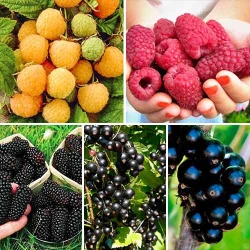 Суперпредложение! Комплект Урожайное лето из 5 саженцев -Most often bought