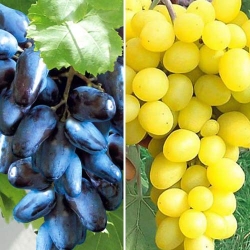 Суперпропозиція! Комплект винограду Гіганти з 2-ох сортiв -Most often bought