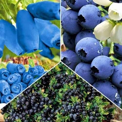 Суперпропозиція! Комплект Смачні ягоди з 3 саджанців -Most often bought
