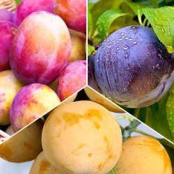 Суперпропозиція! Комплект слив Тріо з 3 саджанців -Most often bought