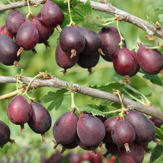 Аґрус Сливовий зображення 10