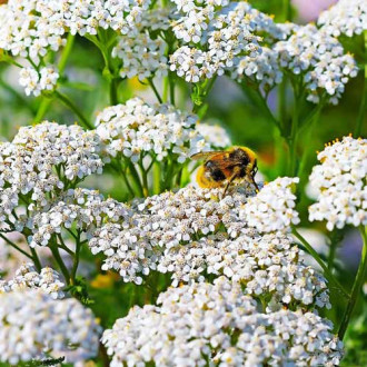 Ахілея (деревій звичайний) Вайт Б’юті зображення 15