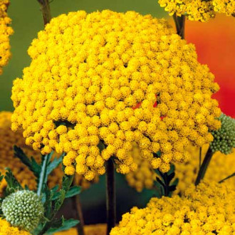 Ахілея (деревій звичайний) Єллоу зображення 6