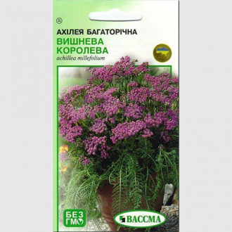 Ахілея Вишнева Королева Seedera зображення 1