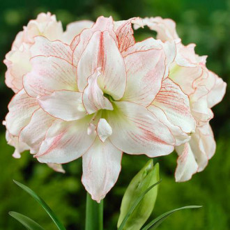 Амариліс Афродіта (Aphrodite) зображення 14