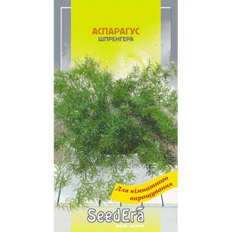 Аспарагус Шпренгера Seedera   рисунок 4