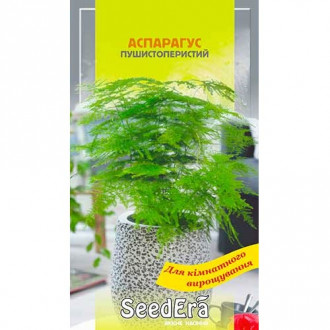 Аспарагус декоративный Seedera рисунок 2