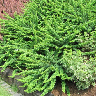 Барбарис Тунберга Грін Карпет (Green Karpet)  зображення 6